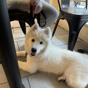 Sweet Cake - They allow doggy ~~~ - Desserts Near Me - Flushing, New York