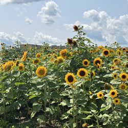 Tom's Farm Market