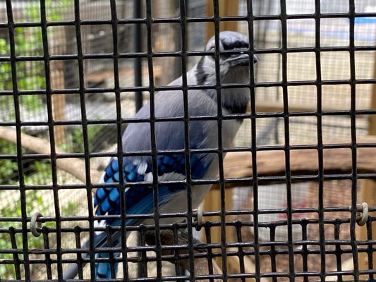 Wild Bird Sanctuary - Florida Keys Wild Bird Center by null