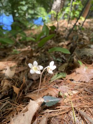 Russell Mill Reservation