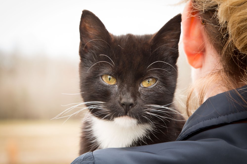 NORTHEAST AR HUMANE SOCIETY 6111 E Highland Dr, Jonesboro, Arkansas