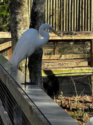 Ellie Schiller Homosassa Springs Wildlife State Park by null