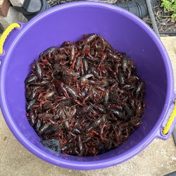 YOUR Crawfish Connection - Washed up and ready for supper