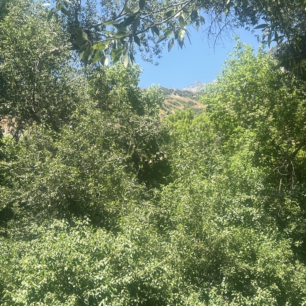Provo Canyon Recreation Trail - A lot of tree so shade everywhere turn off AC and head to the natural river and trees shade. Awesome - Hiking Near Me - Provo, Utah Provo Canyon Recreation Trail - A lot of tree so shade everywhere turn off AC and head to the natural river and trees shade. Awesome - Hiking Near Me - Provo, Utah