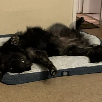 Athens Dog Training - Castro Valley - Oso is exhausted after his training! - Pet Training Near Me - Castro Valley, California