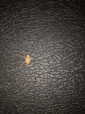 Beacon Properties by null