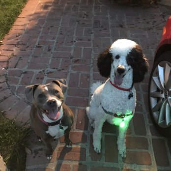 Balanced Alpha Dog - Happy pups listening to commands and getting to be off leash (: - Dog Walkers Near Me