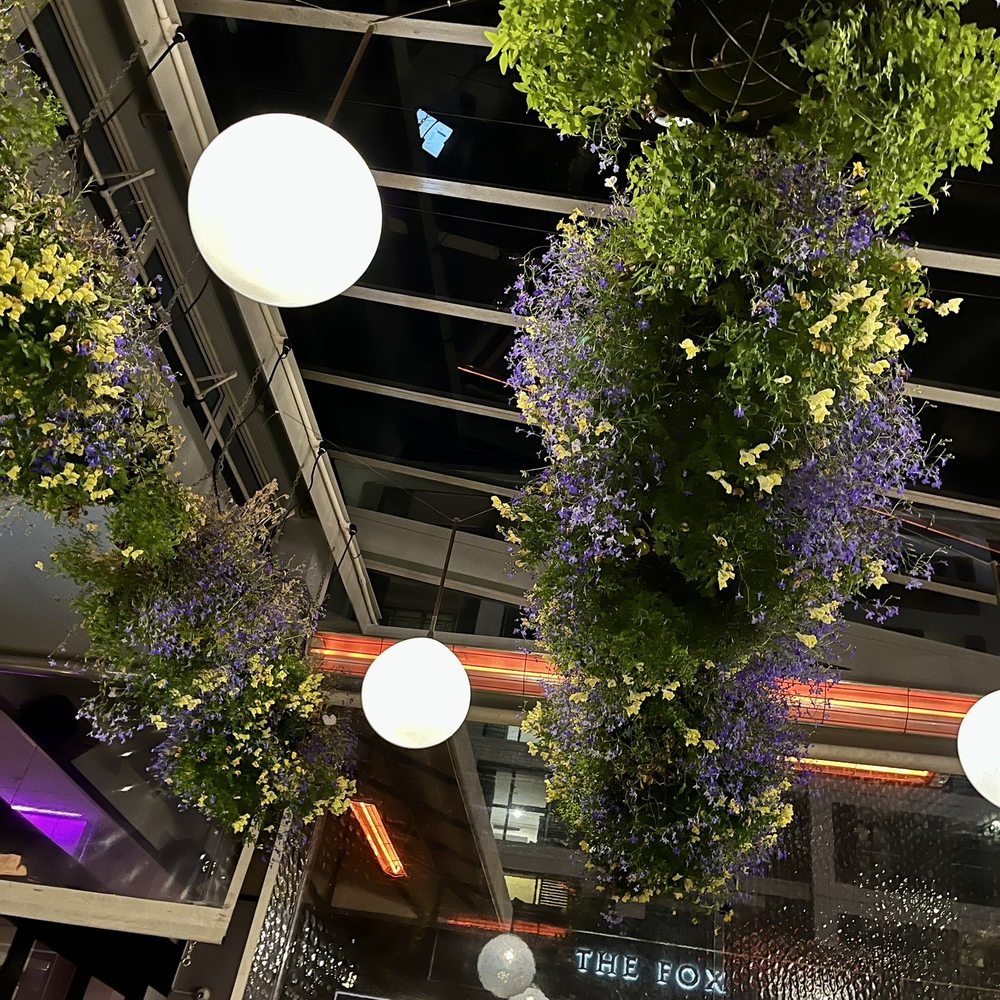 Soul - Hanging baskets from ceiling - Bars Near Me - Auckland, AUK Soul - Hanging baskets from ceiling - Bars Near Me - Auckland, AUK
