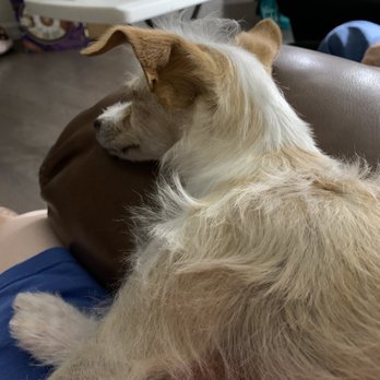Sparta Pet Palazzo - Dog bathed but hair not trimmed. - Pet Groomers Near Me - Plano, Texas Sparta Pet Palazzo - Dog bathed but hair not trimmed. - Pet Groomers Near Me - Plano, Texas