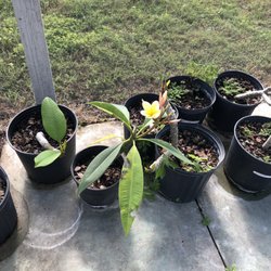 Wagon Wheel Plants, LLC
