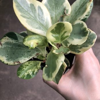Encinal Nursery - PEPEROMIA OBTUSIFOLIA - BABY RUBBERPLANT - $3.49 - Nurseries & Gardening Near Me - Alameda, California