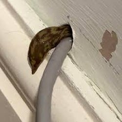A slug in the walls.