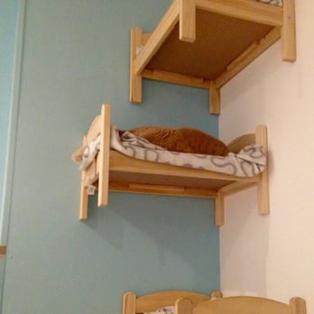 Maison de Moggy - I feel you ginger cat... that's how I am most Sunday's too. - Cafes Near Me - Edinburgh, EDH Maison de Moggy - I feel you ginger cat... that's how I am most Sunday's too. - Cafes Near Me - Edinburgh, EDH