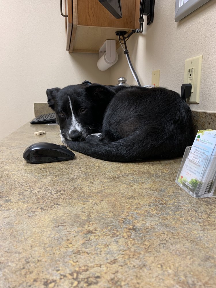 WOODLAND SPRINGS VETERINARY HOSPITAL 18 Photos & 50 Reviews