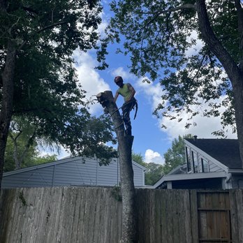 Mike's Tree Service - Blaocking down a trunk - Tree Services Near Me - La Porte, Texas