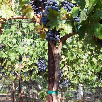 Verde Valley Wine Trail - Javelina Leap vines - Tours Near Me - Cottonwood, Arizona