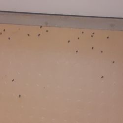 Brooke Grove Rehabilitation & Nursing Center - Dead flies at brooke grove
