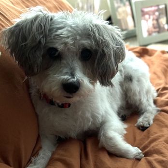 All Creatures Pet Grooming - Our pup, Ella - Pet Groomers Near Me - Orlando, Florida