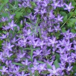 Blumen Ingelmann