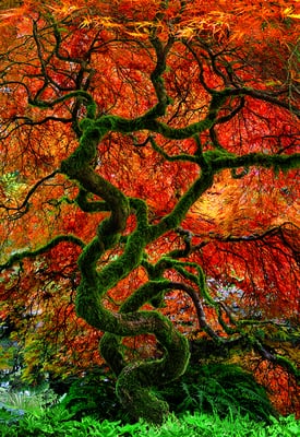 LIK Fine Art by null