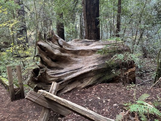 Armstrong Redwoods State Natural Reserve by null