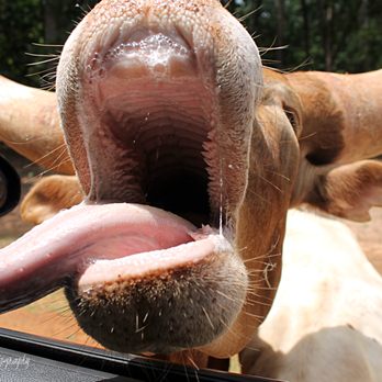 Cherokee Trace Drive Thru Safari - Hungry, Hungry Watusi! - Parks Near Me - Jacksonville, Texas