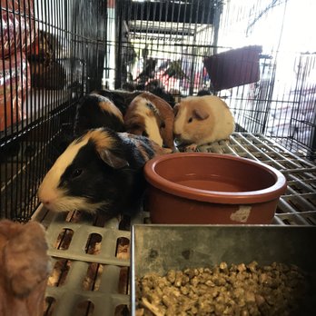 Perez Pet Shop - We just got some guni pig come by and buy one ! - Pet Stores Near Me - Bakersfield, California Perez Pet Shop - We just got some guni pig come by and buy one ! - Pet Stores Near Me - Bakersfield, California