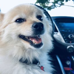 My Eevee beaming fabulousness because she just got her hair and nails done.