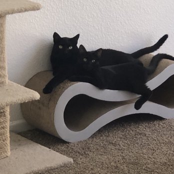 Petco - Our 2 kittens that go to THRIVE vet! - Pet Stores Near Me - Menifee, California Petco - Our 2 kittens that go to THRIVE vet! - Pet Stores Near Me - Menifee, California
