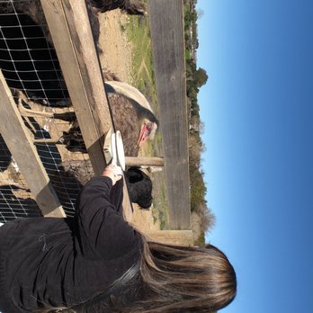 Ostrichland USA - Attraction Farms Near Me - Solvang, California Ostrichland USA - Attraction Farms Near Me - Solvang, California