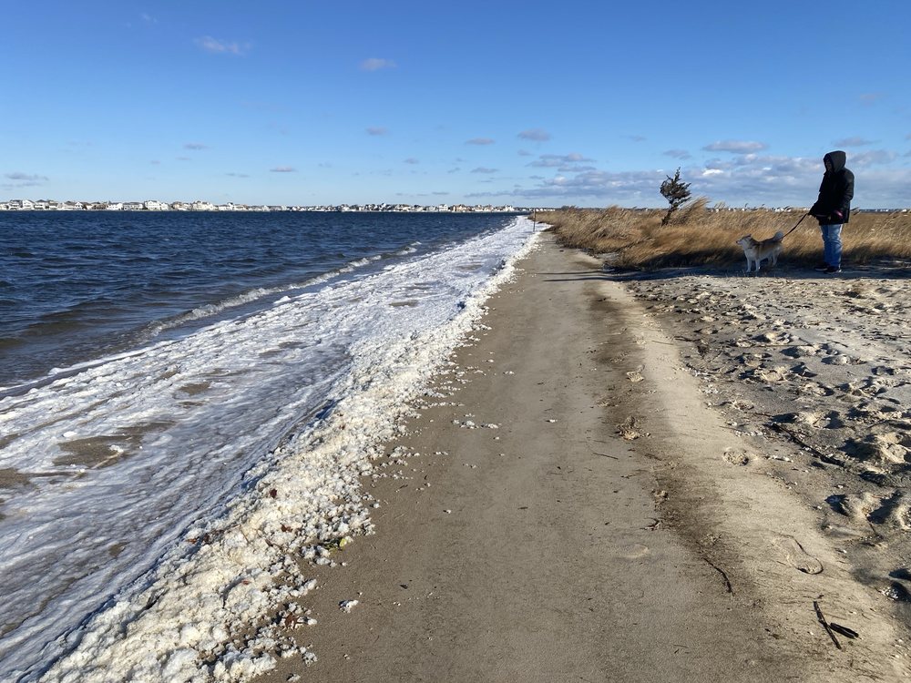 Cattus Island County Park