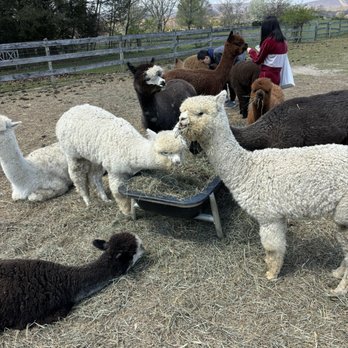 Pohopoco Creek Alpacas - Attraction Farms Near Me - Effort, Pennsylvania Pohopoco Creek Alpacas - Attraction Farms Near Me - Effort, Pennsylvania