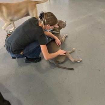 Barx Parx - Puppy love - Pet Training Near Me - Las Vegas, Nevada