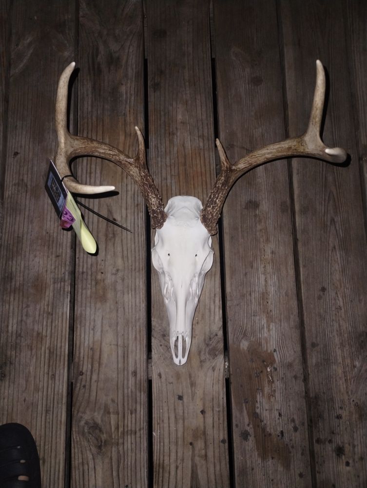 Buck's and Bones European Mount's - taxidermy in Marshall, MI