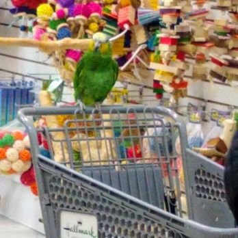 Eastern Hills Mall - The bird was passing out food and water to his bros - Shopping Centers Near Me - Williamsville, New York