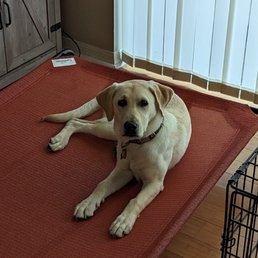 Benzo on his recommended bed, he loves it, Thanks again PJ for your help!! Benzo on his recommended bed, he loves it, Thanks again PJ for your help!!