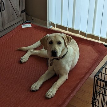 Revolution Dog Training - Benzo on his recommended bed, he loves it, Thanks again PJ for your help!! - Pet Training Near Me Revolution Dog Training - Benzo on his recommended bed, he loves it, Thanks again PJ for your help!! - Pet Training Near Me