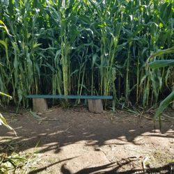 Salisbury Farm - One bench in the (approximate) middle of the maze.