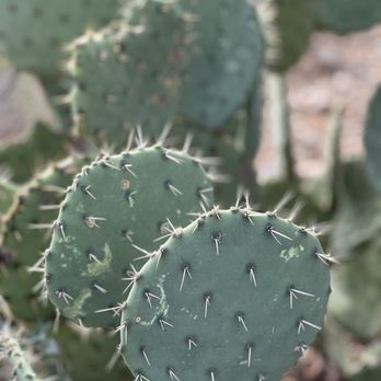 Arizona-Sonora Desert Museum - Museums Near Me - Tucson, Arizona