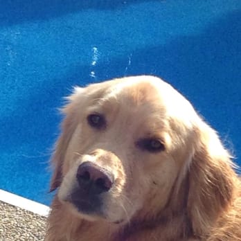 Meadow Run Dog Park - Bo chilling by the pool:) - Pet Groomers Near Me - Kalamazoo Township, Michigan