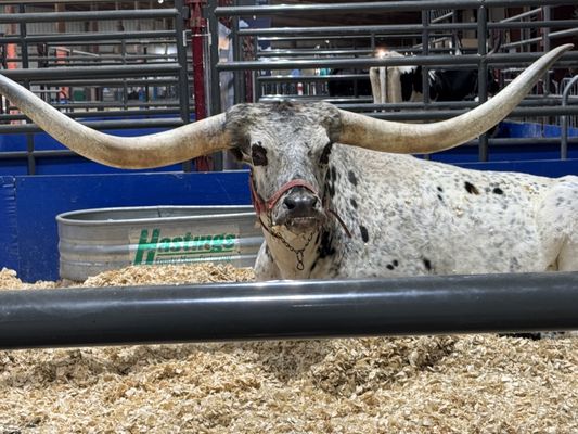 Rodeo Austin by null