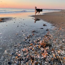 Off Leash K9 Training - Off Leash Life #OLK9
