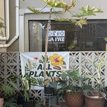 ALL PLANTS - Updated July 2025 - 16 Photos - 810 Pohukaina