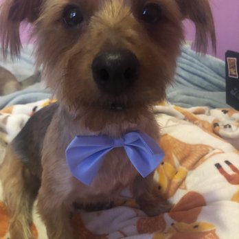 Lovely Pet Spa - Look at that bow tie - Pet Groomers Near Me - Montebello, California