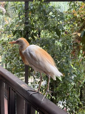 KL Bird Park by null