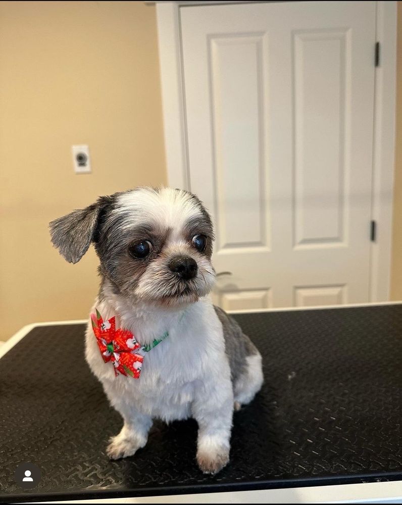 LITTLE LUXE GROOMING Updated October 2024 Mountlake Terrace