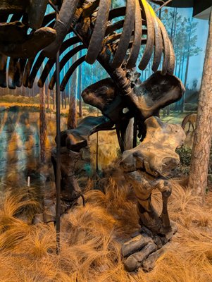 North Carolina Museum of Natural Sciences by null