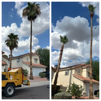 Tree Solution Pros - A before and after of my palm trees from when Tree Solution Pros trimmed them (Aug 12, 2026) - Tree Services Near Me - Surprise, Arizona Tree Solution Pros - A before and after of my palm trees from when Tree Solution Pros trimmed them (Aug 12, 2026) - Tree Services Near Me - Surprise, Arizona