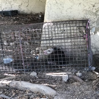 Active Animal Trapping - The one possum we caught in the safe non lethal trap. - Pest Control Near Me - Corona, California Active Animal Trapping - The one possum we caught in the safe non lethal trap. - Pest Control Near Me - Corona, California