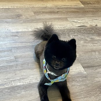 At Your Paws - Pet Groomers Near Me At Your Paws - Pet Groomers Near Me